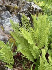 Athyrium americanum