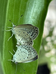 Pseudozizeeria maha okinawana