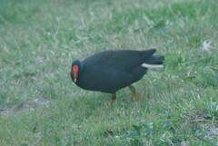 Gallinula tenebrosa
