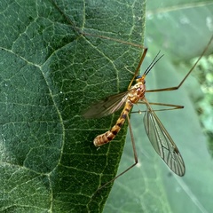 Nephrotoma