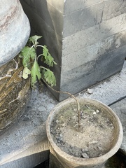 Chrysanthemum morifolium