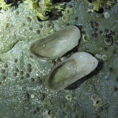 Hiatella arctica