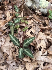 Chimaphila maculata