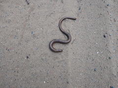 Anguis colchica