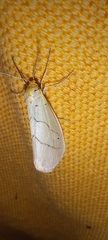 Leuculodes lacteolaria