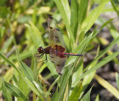 Celithemis elisa