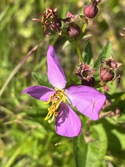 Rhexia virginica