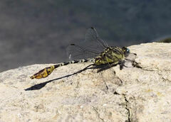 Dromogomphus spoliatus