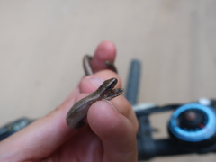 Anguis colchica