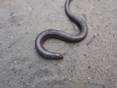 Anguis colchica