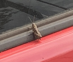 Melanoplus punctulatus