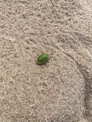 Chlorochroa persimilis
