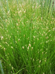 Eleocharis