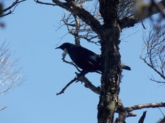 Prosthemadera novaeseelandiae novaeseelandiae