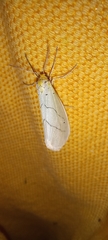 Leuculodes lacteolaria