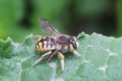 Anthidium manicatum