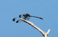 Dythemis velox
