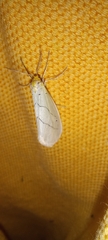 Leuculodes lacteolaria