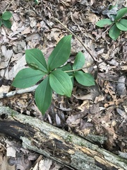 Isotria verticillata