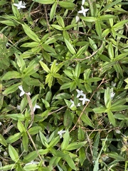 Diodia