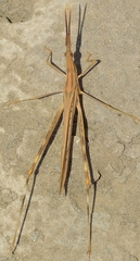 Truxalis nasuta