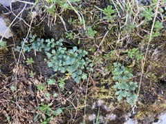 Asplenium ruta-muraria