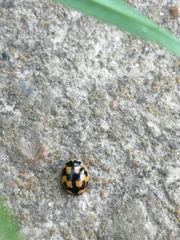 Propylea quatuordecimpunctata