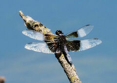 Libellula luctuosa