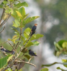 Hirundo