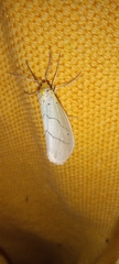 Leuculodes lacteolaria