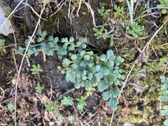 Asplenium ruta-muraria