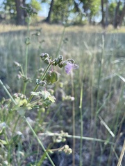 Mirabilis albida