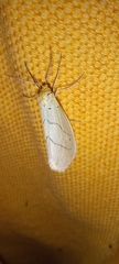 Leuculodes lacteolaria
