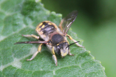 Anthidium manicatum