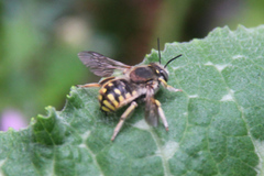 Anthidium manicatum