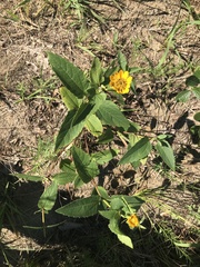 Heliopsis helianthoides