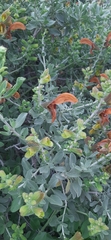 Salvia aurea