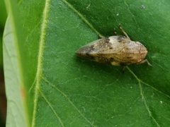 Aphrophora