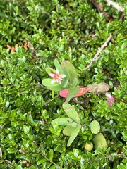 Hypericum virginicum