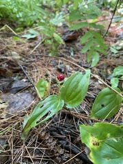 Maianthemum canadense