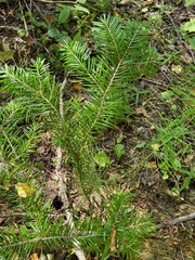 Abies sibirica