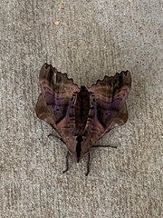 Paonias excaecata