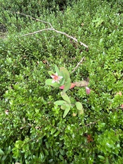 Hypericum virginicum