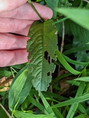 Persicaria virginiana