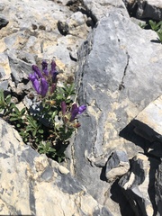 Penstemon ellipticus