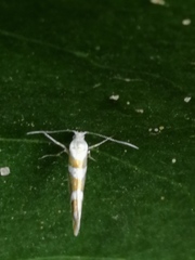 Argyresthia goedartella