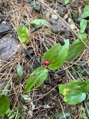 Maianthemum canadense