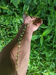 Persicaria virginiana