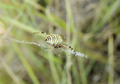Argiope bruennichi