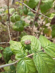 Graphosoma italicum italicum